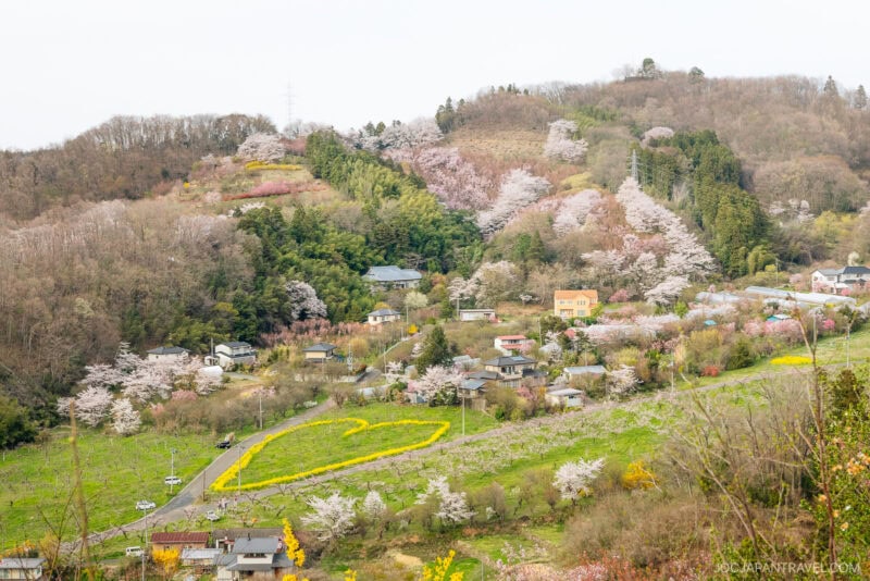 A scenic hillside village with Tohoku cherry blossoms in bloom, scattered houses, and a field featuring a large heart shape outlined in yellow flowers.
