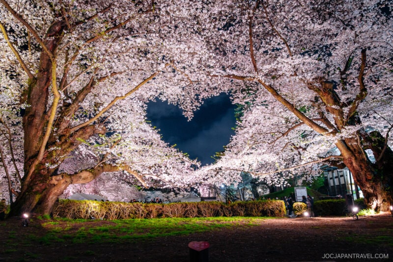 A nighttime scene of Tohoku cherry blossoms in full bloom, their branches forming a heart shape against the dark sky, illuminated by soft lights with people and buildings visible in the background.