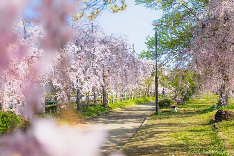 A sunlit pathway lined with blooming Tohoku cherry blossoms, their pink flowers creating a vibrant, scenic canopy. A person can be seen walking in the distance, surrounded by lush greenery and a wooden fence.
