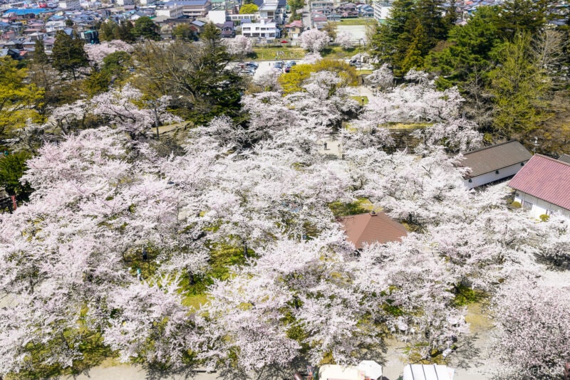 Aerial view of a park filled with blooming Tohoku cherry blossoms, their pale pink flowers covering the landscape. Buildings and houses on the park's edges highlight springtime in an urban setting.