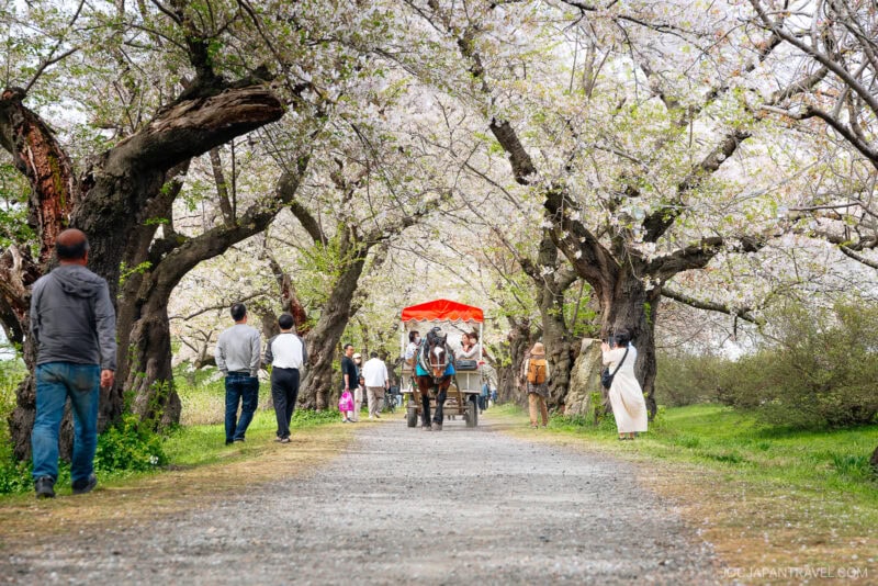 People walk and a horse-drawn cart passes under blooming Tohoku cherry blossoms arching over a wide path on a bright spring day.