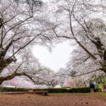 A group of people stand under large, blooming Tohoku cherry blossom trees with pale pink flowers, framing a heart-shaped opening in the branches. A wooden bench sits in the foreground.