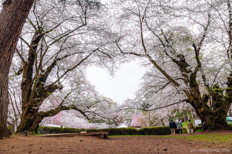 A group of people stand under large, blooming Tohoku cherry blossom trees with pale pink flowers, framing a heart-shaped opening in the branches. A wooden bench sits in the foreground.