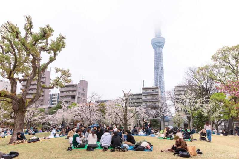 People are sitting on the grass in a park, having a picnic under beautiful Tokyo cherry blossoms. Tall buildings and the Tokyo Skytree, partially obscured by fog, rise in the background.