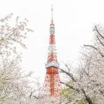 The Best Spots for Tokyo’s Cherry Blossoms (東京の桜名所) Tokyo Tower stands tall among Tokyo cherry blossoms, with pale pink flowers blooming beneath it, set against a bright, overcast sky.