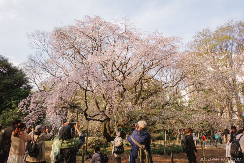 People gather in a park to photograph and admire large Tokyo cherry blossoms in full bloom on a sunny day, with pink flowers covering the branches.