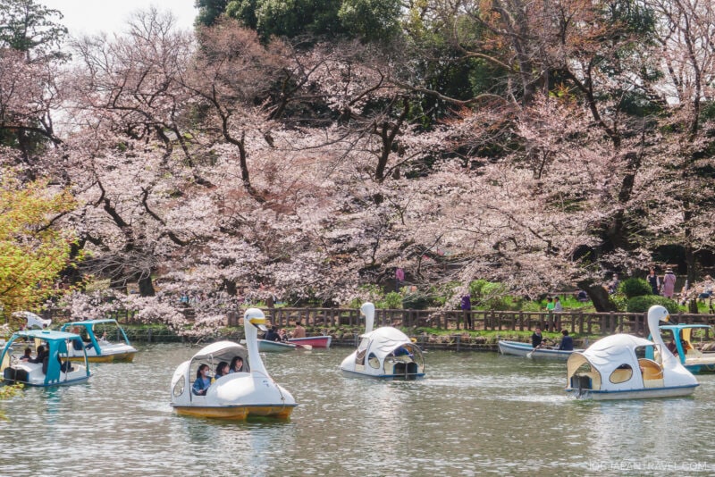 People ride swan-shaped pedal boats on a pond surrounded by blooming Tokyo cherry blossoms, with more boats and a wooden walkway in the background on a sunny day.