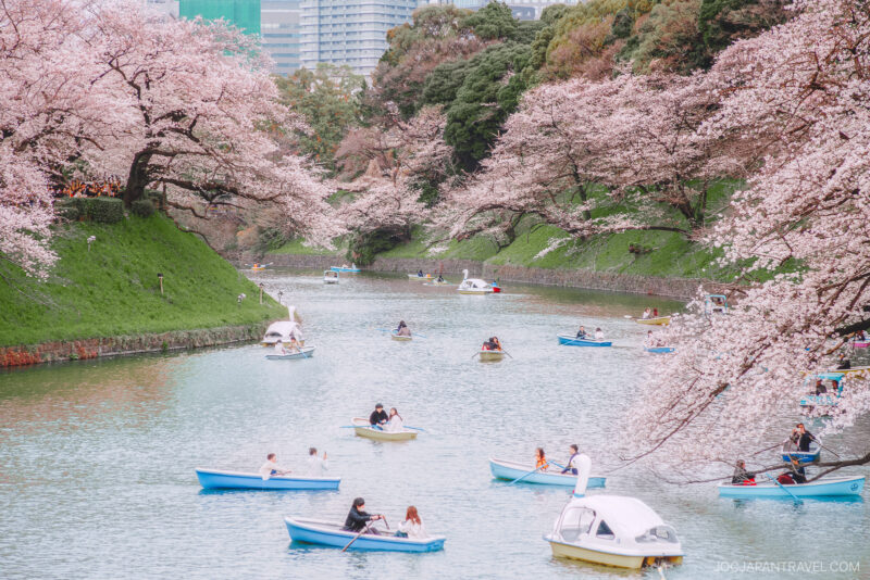 People row boats under blooming Tokyo cherry blossoms along a peaceful river, with lush green banks and city buildings visible in the background. It’s a lively spring scene.