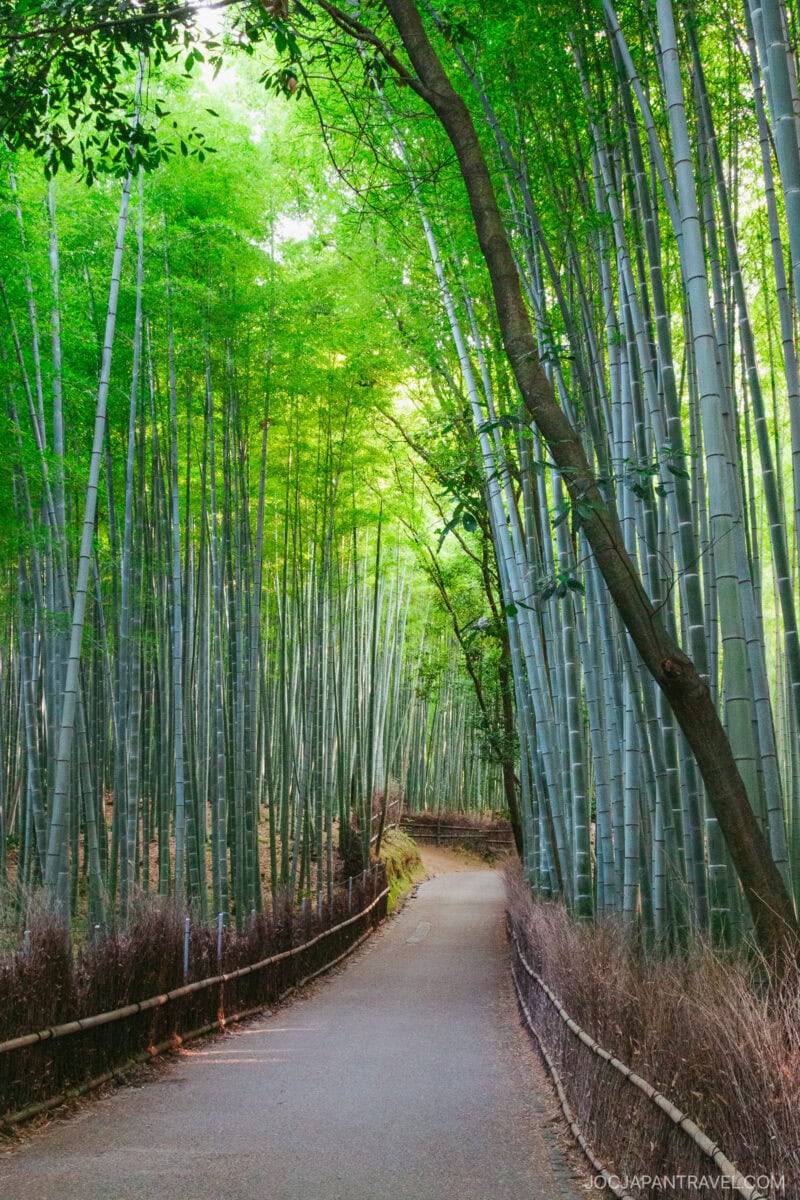 A paved path winds through the Arashiyama Bamboo Forest, with tall, green bamboo stalks arching overhead and sunlight filtering through the leaves.