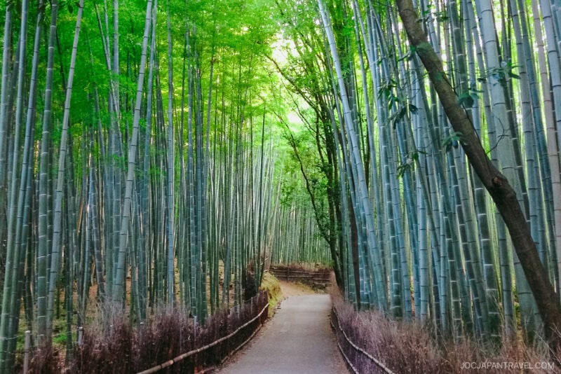 A narrow path winds through the Arashiyama Bamboo Forest, with tall green bamboo stalks arching overhead and sunlight filtering through the leaves.