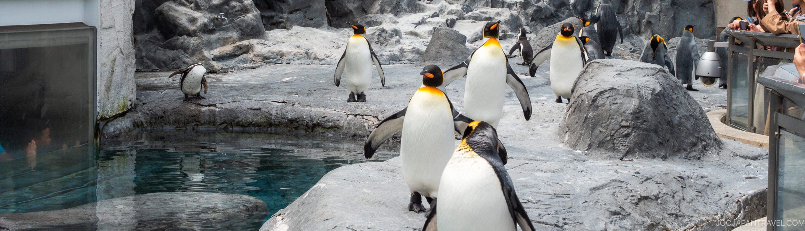 A group of king penguins with yellow and orange markings stand and walk on rocky terrain beside a pool of water at an outdoor zoo exhibit, with visitors watching from behind railings.