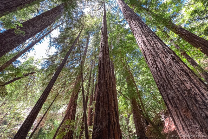 Tall redwood trees stretch towards the sky in a sunlit Big Sur forest, with light filtering through the green canopy and the textured bark of the trunks visible in the foreground.