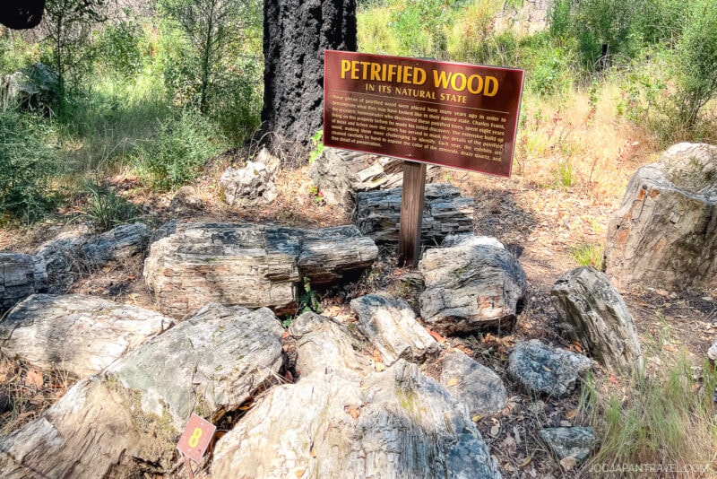 A wooden sign reads Petrified Wood in its natural state among large pieces of petrified wood scattered on the ground in a sunlit, grassy forested area in Sonoma.