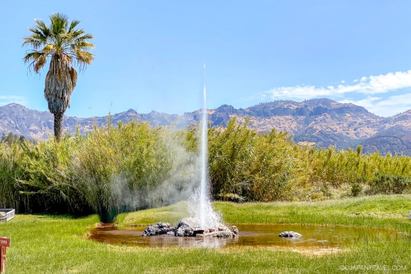 A tall geyser shoots water into the air from a small pond surrounded by green grass, palm trees, and bushes, with Sonoma mountains in the background under a clear blue sky.