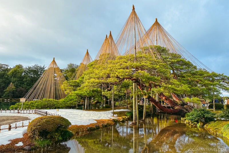 A large pine tree in Kenrokuen Garden is adorned with ropes in conical shapes to protect against snow, its majestic form reflected in a pond on a clear day.