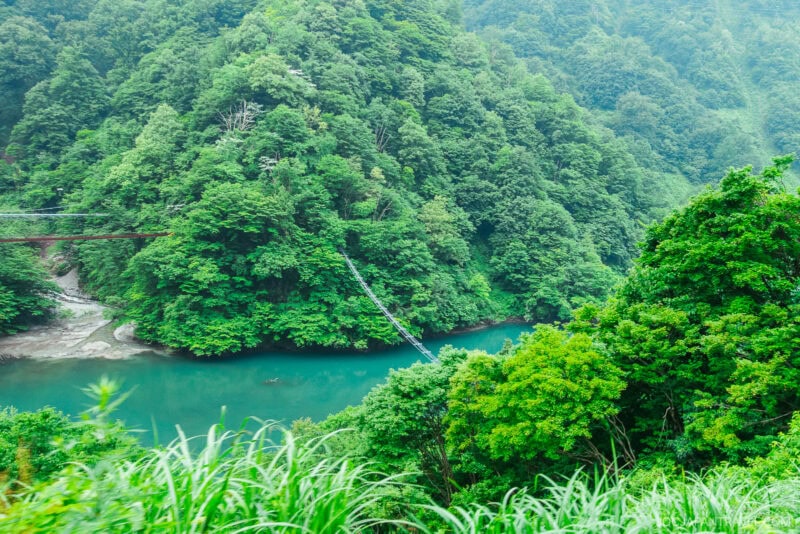 A lush green forest surrounds a turquoise river in Kurobe Gorge, with a narrow suspension bridge crossing over the water. Dense foliage and trees cover the hillside, creating a vibrant natural landscape.
