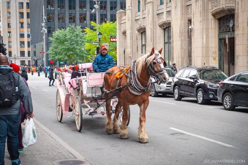 A person drives a pink horse-drawn carriage decorated with flowers down a busy Montreal street, surrounded by cars and tall buildings. Pedestrians walk along the sidewalk nearby.