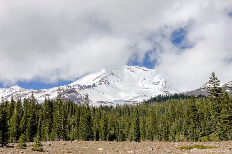 Snow-covered Mount Shasta is partially obscured by clouds, with a dense forest of evergreen trees in the foreground and a rocky clearing at the bottom.