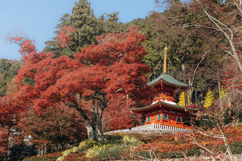 A traditional Japanese pagoda surrounded by vibrant red Osaka autumn foliage, with tall green trees in the background and a clear sky above.