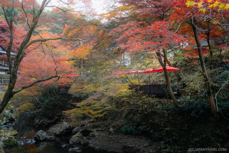 A serene outdoor scene featuring vibrant Osaka Autumn Foliage in shades of red, orange, and yellow, with a red umbrella shading a wooden deck beside a small rocky creek, surrounded by lush greenery.