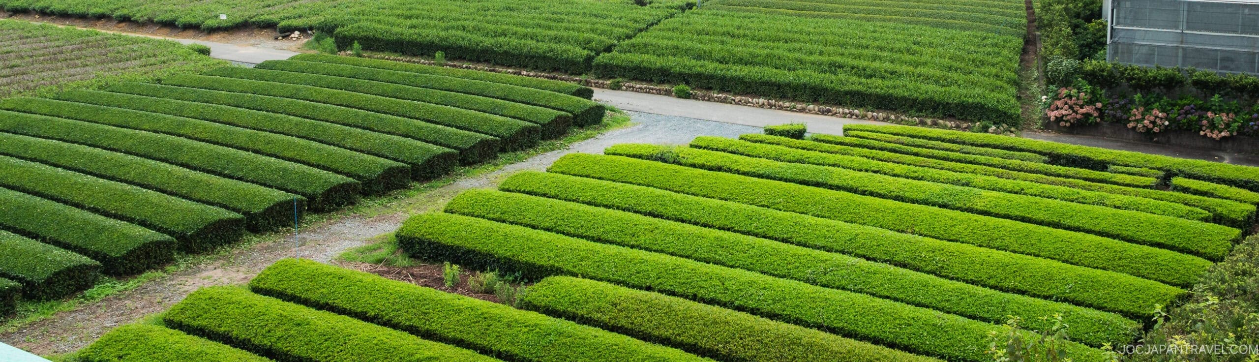 Neatly trimmed green rows of tea bushes in a tea plantation, separated by narrow pathways, with some distant flowers and trees visible along the edges.