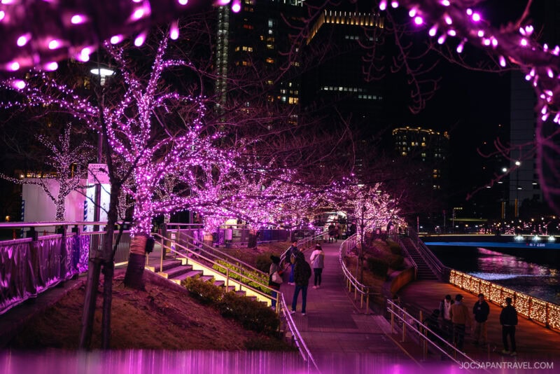 People stroll along a riverside path adorned with vibrant pink and purple cherry blossom lights at night, one of the iconic Tokyo Illumination Spots, as illuminated trees and city buildings glow in the background.