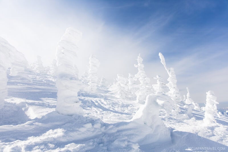 Snow-covered trees sculpted by wind stand on a sunlit slope under a bright blue sky, creating a surreal, icy landscape straight out of a zao winter guide.