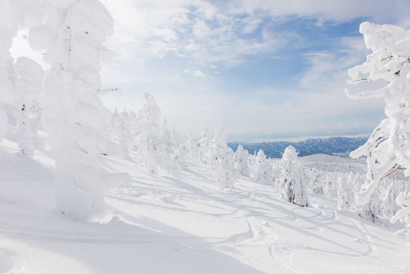 Snow-covered trees on a mountainside under a bright blue sky, with tracks in the snow and distant mountain ranges—an iconic scene from the Zao winter guide.