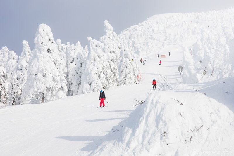 Skiers descend a snowy slope lined with tall trees heavily covered in snow under a cloudy sky. Several people, inspired by the Zao winter guide, are spread out across the run, surrounded by a bright, wintry landscape.