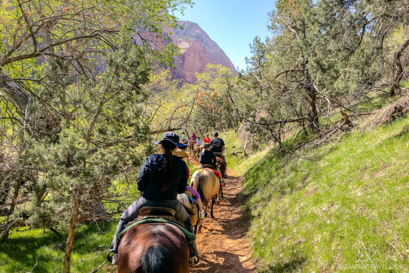 A group of people ride horses along a dirt trail through a green, wooded area in Zion National Park, with rocky mountains visible in the background under a clear, blue sky.
