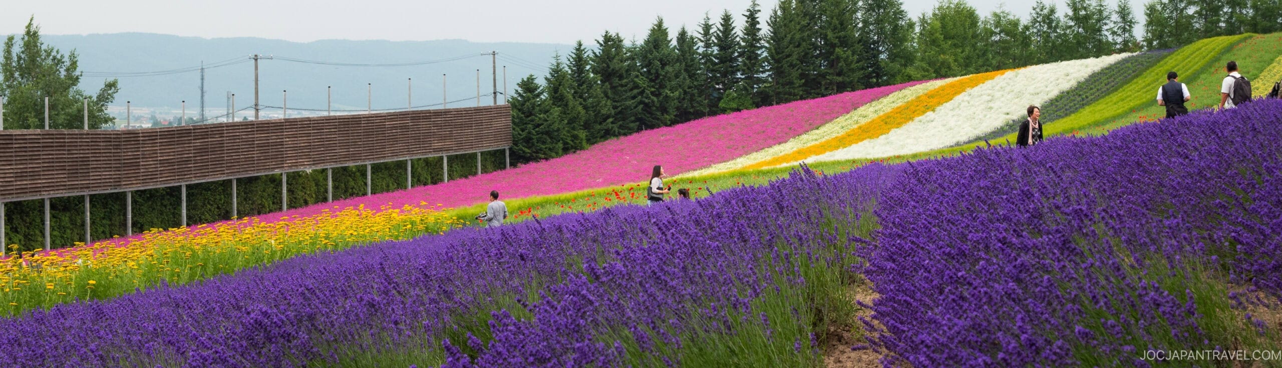 A scenic hillside covered in vibrant rows of purple, yellow, white, and pink flowers, with people walking among the blooms and trees in the background.