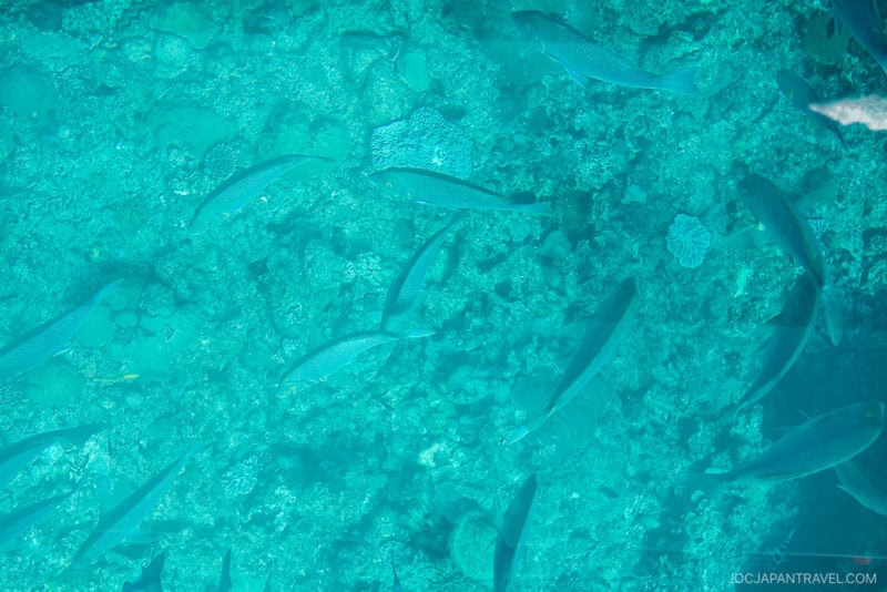 Several fish swim over a vibrant, clear turquoise coral reef at Busena Marine Park, seen from above. The image captures the underwater scene with visible fish and coral details through the water.