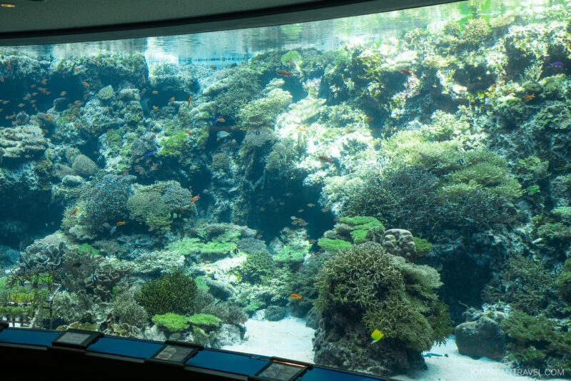 A large aquarium display at Churaumi Aquarium features various types of colorful coral, rocks, and small tropical fish swimming in clear water, viewed through a wide observation window with informational panels at the bottom.