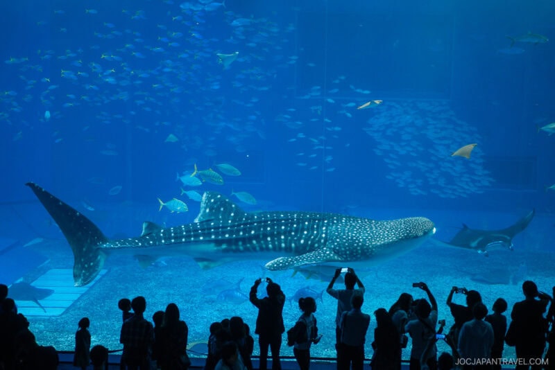 A large whale shark glides through the blue waters of the Churaumi Aquarium tank, surrounded by smaller fish, as a crowd in the foreground takes photos and observes the breathtaking scene.