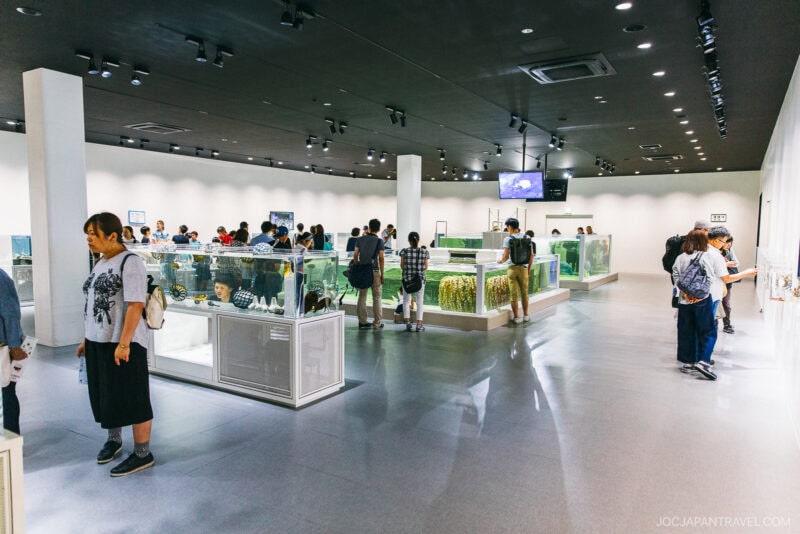 People observe various exhibits in glass display cases inside a brightly lit, modern museum at Osaka Expocity. The room has white walls, and visitors walk around viewing the displays.