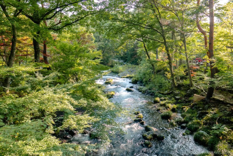 A clear stream flows through a lush green forest near Hotel Kaneyamaen Yamanashi, with sunlight filtering through the trees. Moss-covered rocks and dense foliage line the banks, creating a serene, natural landscape.