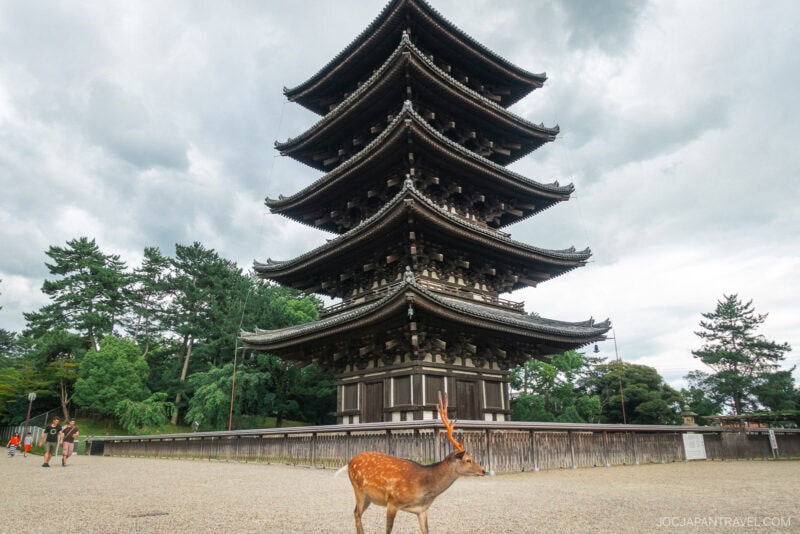 A deer stands on a gravel path at Nara Kofukuji, in front of a historic five-story wooden pagoda, surrounded by trees and people in the background under a cloudy sky.