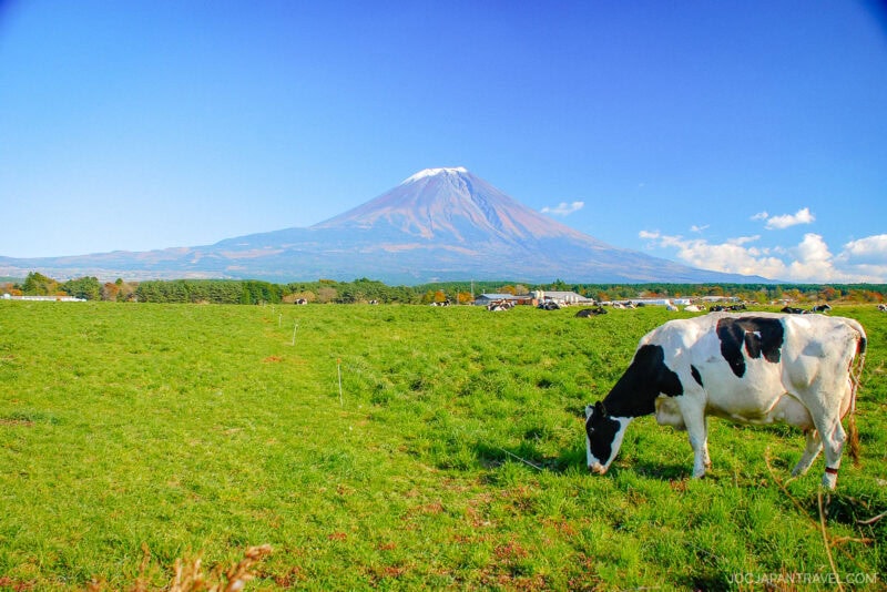 A black and white cow grazes in a green field under a clear blue sky at Makaino Farm Resort Shizuoka, with Mount Fuji in the background, its peak partially covered with snow.