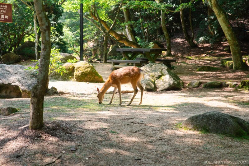 A deer grazes on the ground in a sunlit, wooded park at the base of Mount Misen, surrounded by trees, large rocks, and a wooden picnic table in the background.