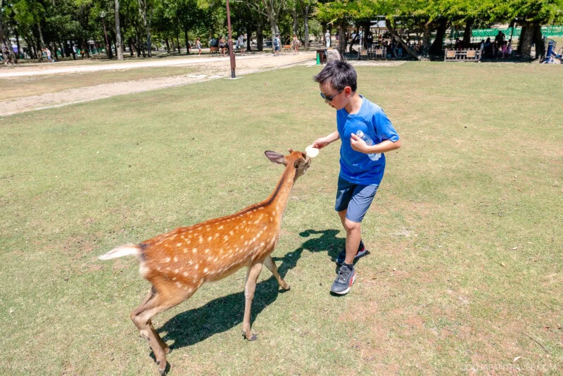 A young boy wearing sunglasses and a blue shirt reaches out to pet a brown, white-spotted deer in Nara Park’s open grassy field on a sunny day. Trees and people are visible in the background.