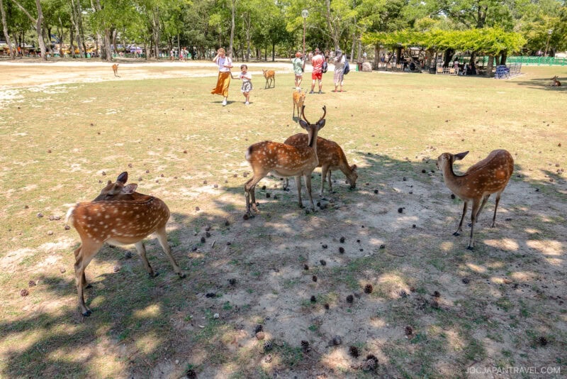 Four spotted deer graze on a grassy field in Nara Park while people and other deer wander among scattered trees in the sunshine.