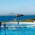Family Guide to Okinawa Ocean Expo Park (海洋博公園) A dolphin leaps high above a blue pool during a show at Okinawa Ocean Expo Park. Trainers stand in the water, with the ocean and a distant mountain visible in the background under a clear sky.