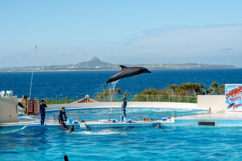 A dolphin leaps high above a blue pool during a show at Okinawa Ocean Expo Park. Trainers stand in the water, with the ocean and a distant mountain visible in the background under a clear sky.