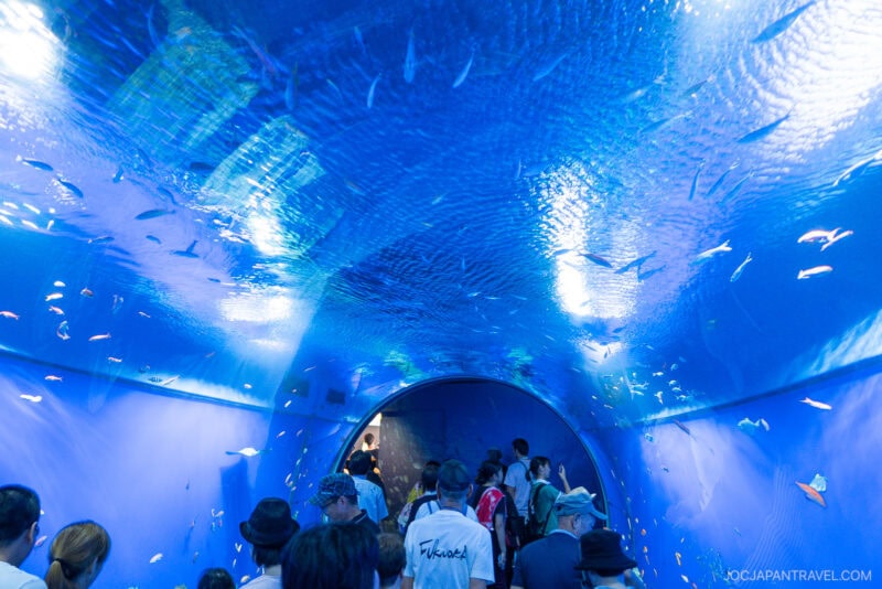 People walk through an underwater tunnel in the Osaka Aquarium Kaiyukan, surrounded by blue walls and water with fish swimming overhead. Light reflects off the water, creating a shimmering effect inside the tunnel.