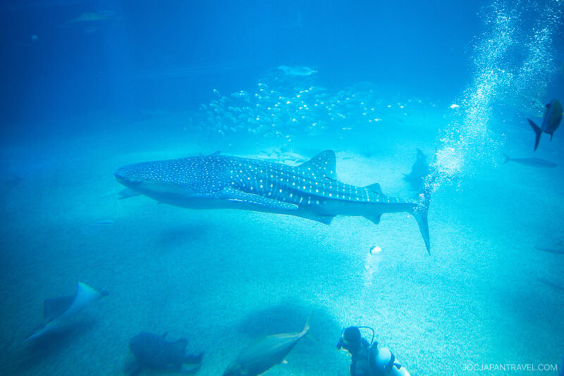 A large whale shark swims in the bright blue waters of Osaka Aquarium Kaiyukan, surrounded by smaller fish. In the lower right corner, a scuba diver releases bubbles into the water.
