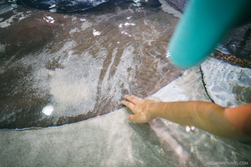 A persons hand reaches into shallow, clear water at Osaka Aquarium Kaiyukan, touching the sandy bottom next to a blue object; sunlight reflects off the water’s surface.