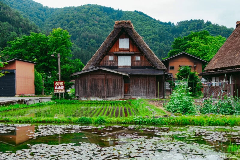 A traditional wooden house with a steep thatched roof stands behind a small pond and rice field in Shirakawa-go, surrounded by lush greenery and forested hills on a cloudy day.