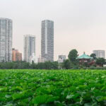 Ueno Park (上野公園) A lush green lotus pond in the foreground at Ueno Park, with tall modern skyscrapers and a traditional Japanese temple in the background under a cloudy sky.