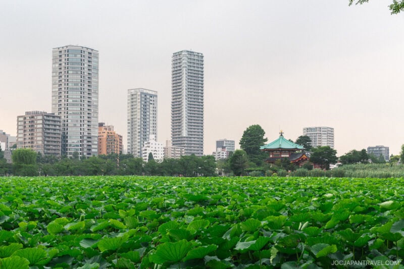 A lush green lotus pond in the foreground at Ueno Park, with tall modern skyscrapers and a traditional Japanese temple in the background under a cloudy sky.