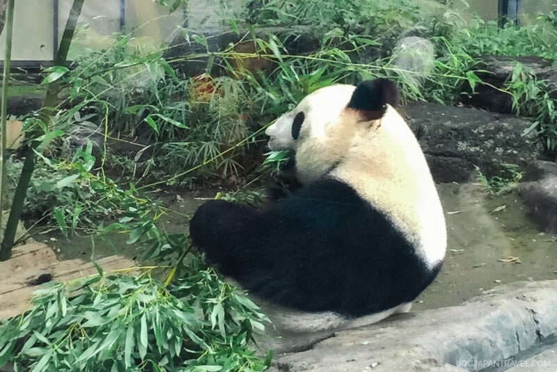 A giant panda sits on the ground at Ueno Zoo, facing away, and eats bamboo surrounded by green stalks and leaves in a naturalistic enclosure.